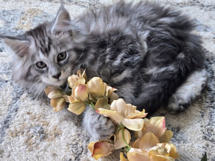 European Maine Coons FREE Delivery 