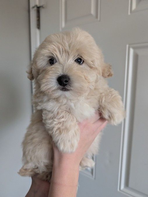 Malitpoo Male Puppies