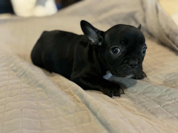 French Bulldog blue bloodlines AKC