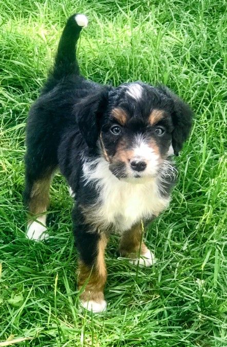 Mini Aussiedoodles