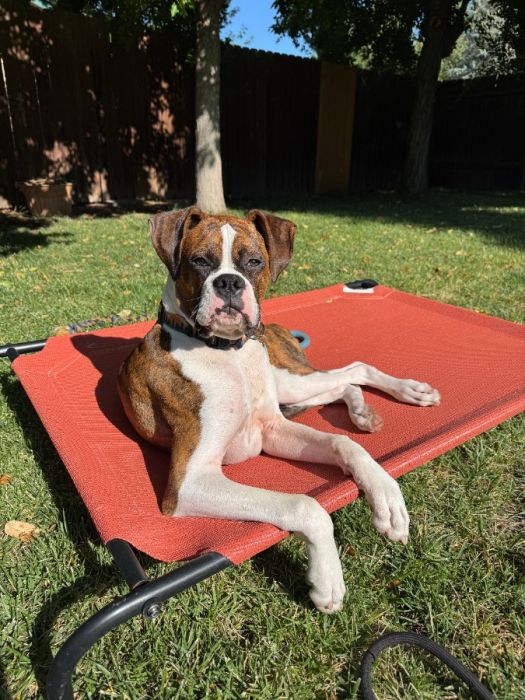 Young AKC Male Boxer For Sale