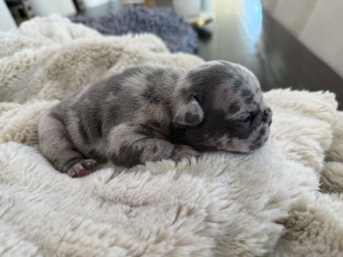 AKC French bulldog puppies *health tested parents*