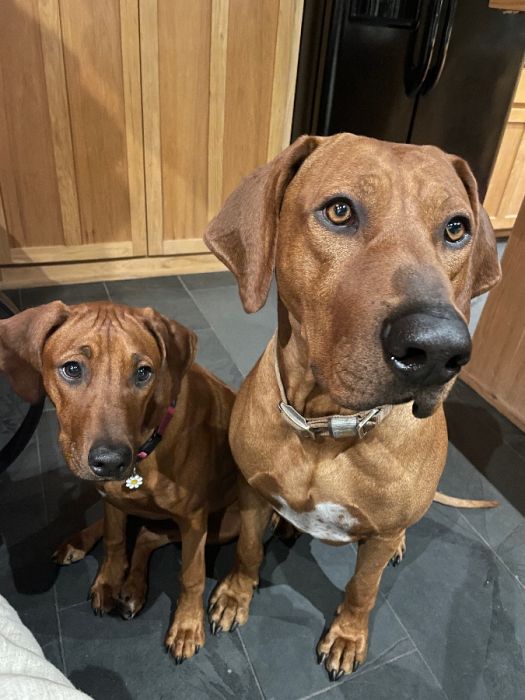 Rhodesian Ridgebacks Pups 