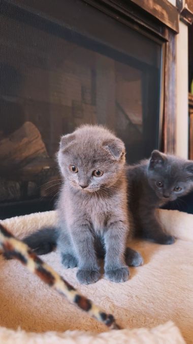 Scottish fold kittens