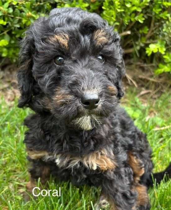 Mini Bernedoodles 