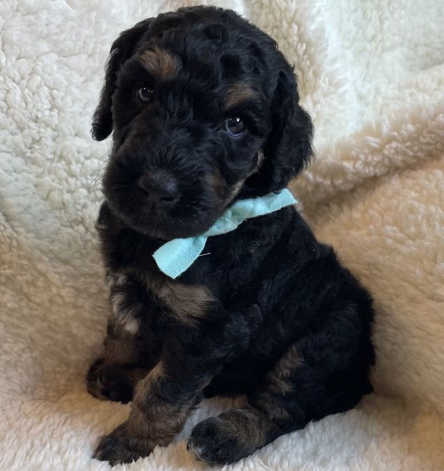 Duchess - $2,000
