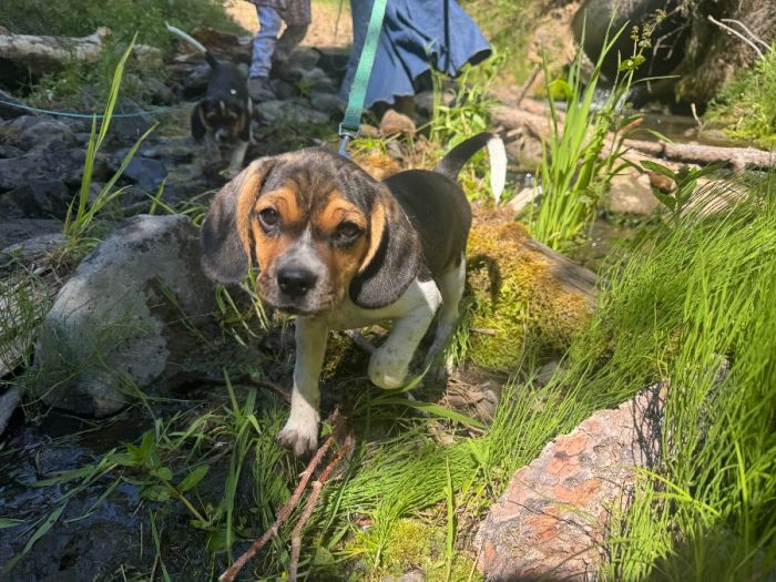 Naturally reared &amp; Puppy Culture raised