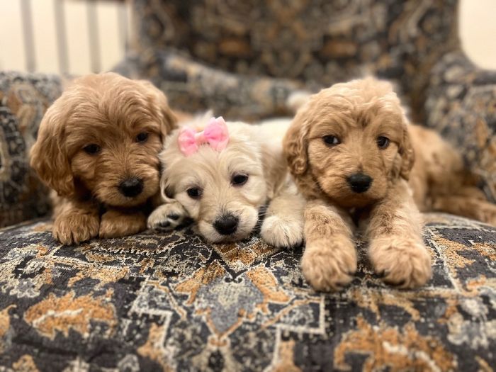Mini Golden doodle puppies