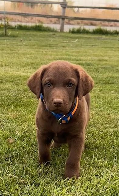 CHESEAPKE BAY RETREIVERS