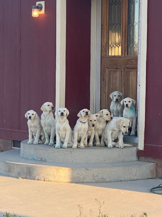 9 Yellow Lab Puppies - READY 
