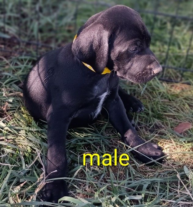 Male 