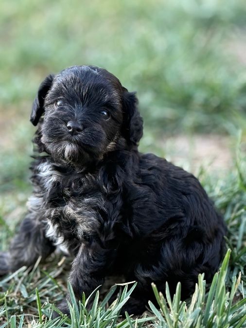 Female Biewdle puppy
