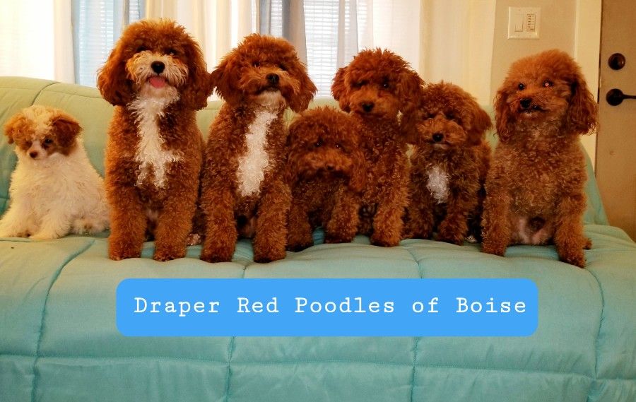 Draper Red Poodles