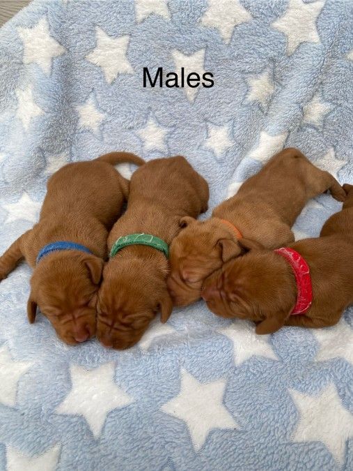 Vizsla Puppies