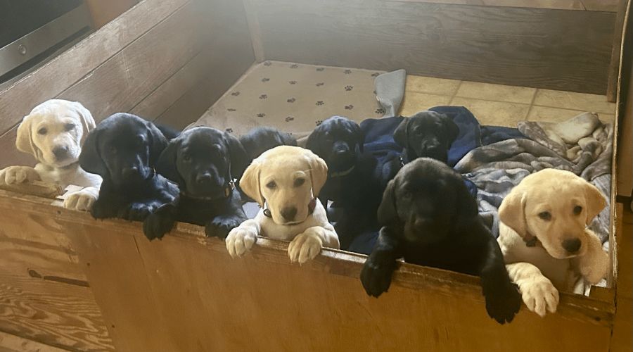 Puppies