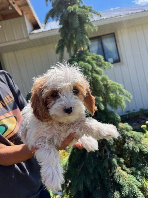 Daisy's Male 
