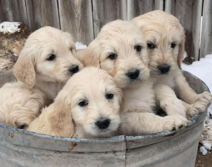 Some of his puppies with a golden doodle