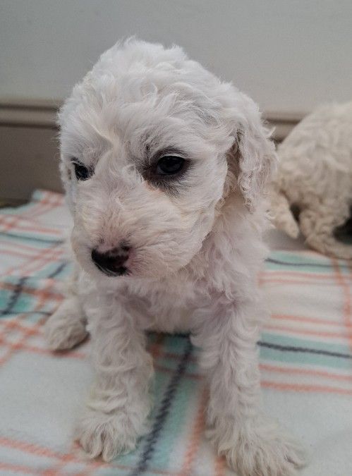 Adorable mini poodle puppies 