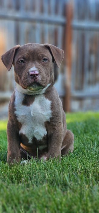 🐾 XL American Bully Pup – 8 Weeks Old 