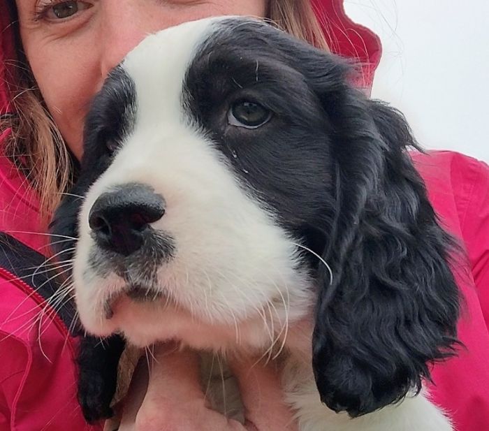 AKC English Springer Spaniel Puppies 
