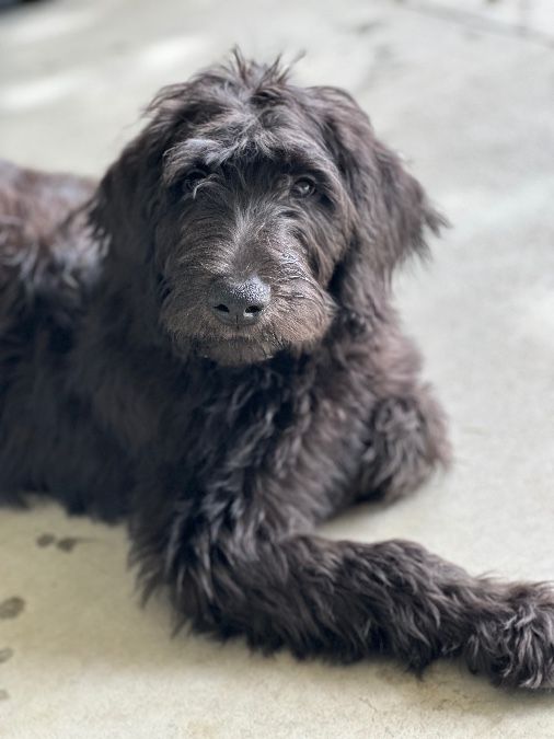 Male Labradoodle puppy 