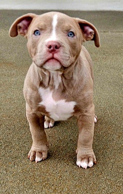 Abkc americanbully puppies