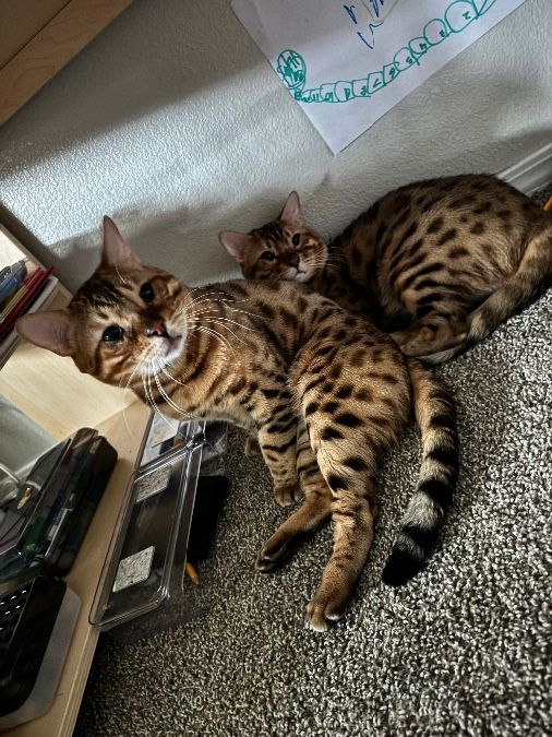 Bengals 