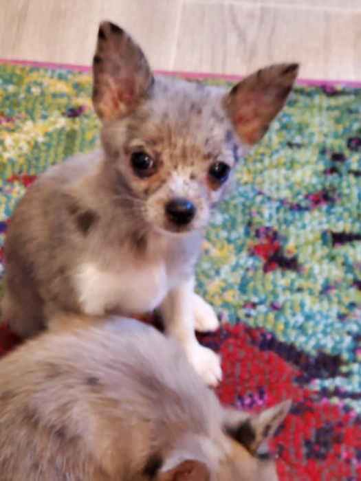 Pomchi puppies
