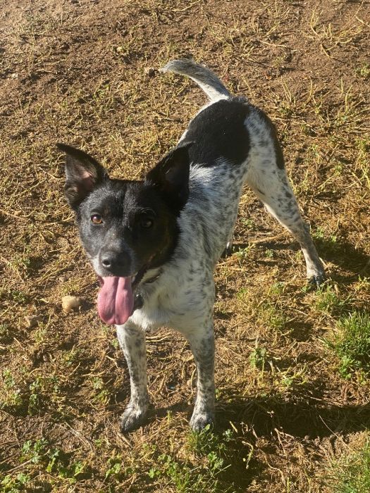 Australian Cattle Dog