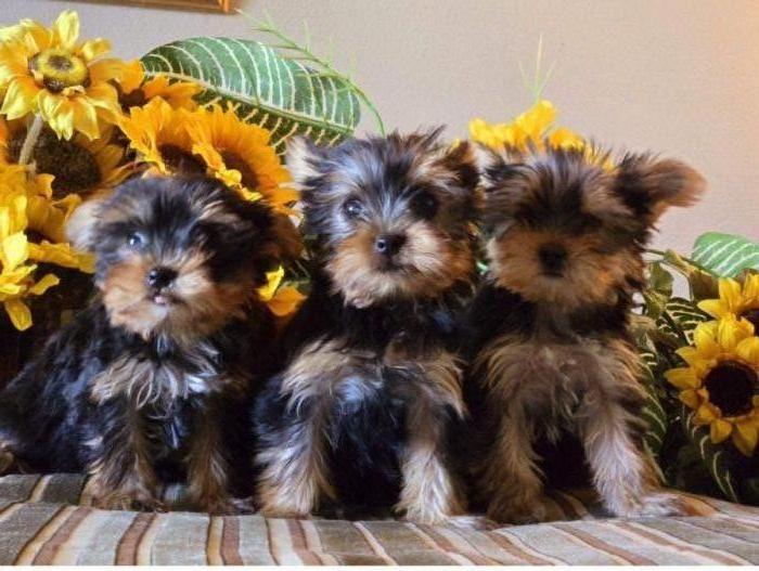 AKC YORKIE PUPPIES- Champion lines