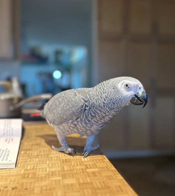 Rehoming Two African Gray Parrots 
