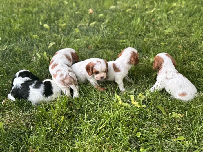 AKC/OFA Cavalier King Charles Spaniels