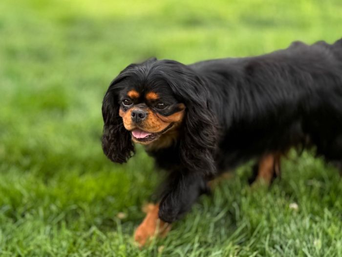 AKC Cavalier King Charles Spaniel *as Stud