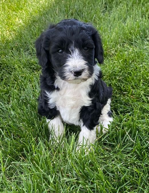 Rascal