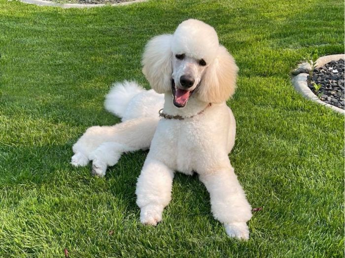 Standard Poodle - Proven Large Healthy Litters