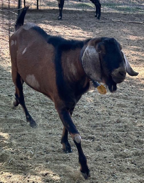 Nubian Buck