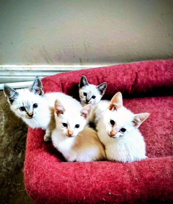 Beautiful Blue Eyed Kittens
