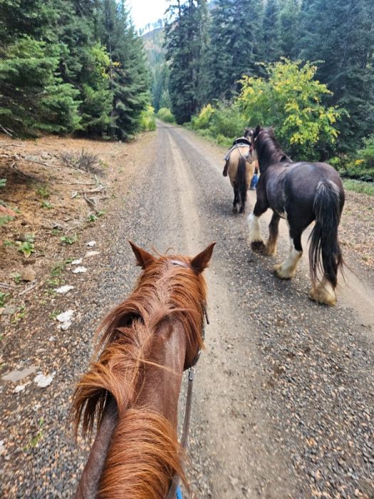 7 year old Clydesdale Gelding &amp; Quarter Horse mare
