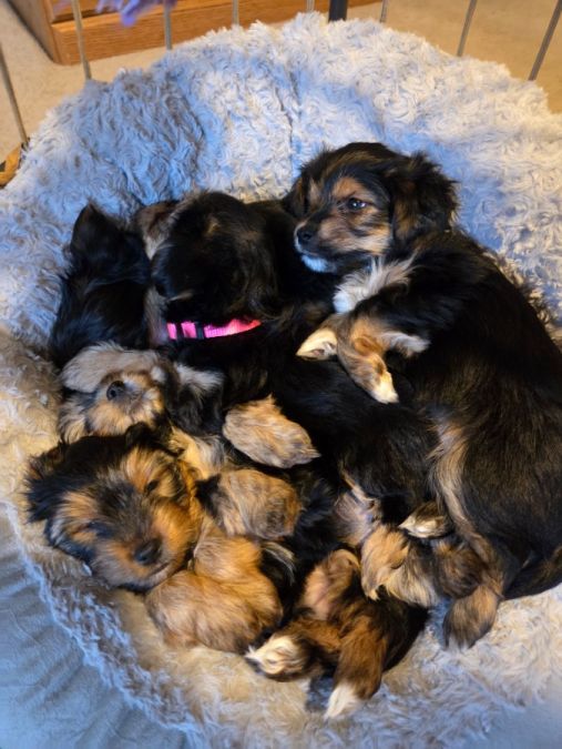 Puppies