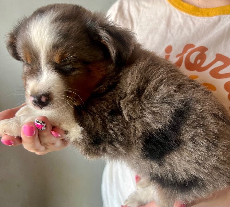 Brown eyed blue Merle male 
