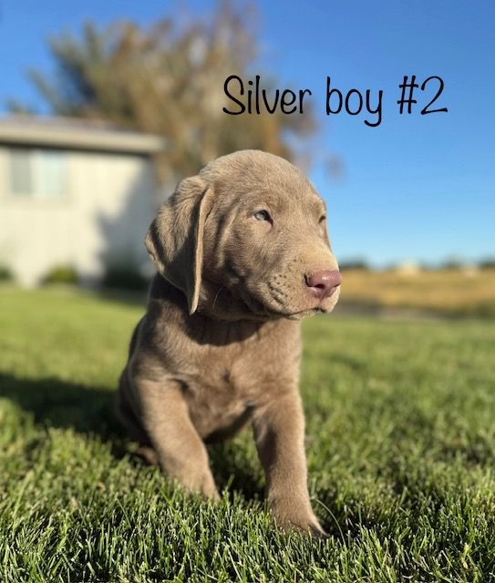 AKC Silver Lab puppies