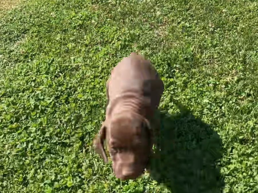 Male Hershey