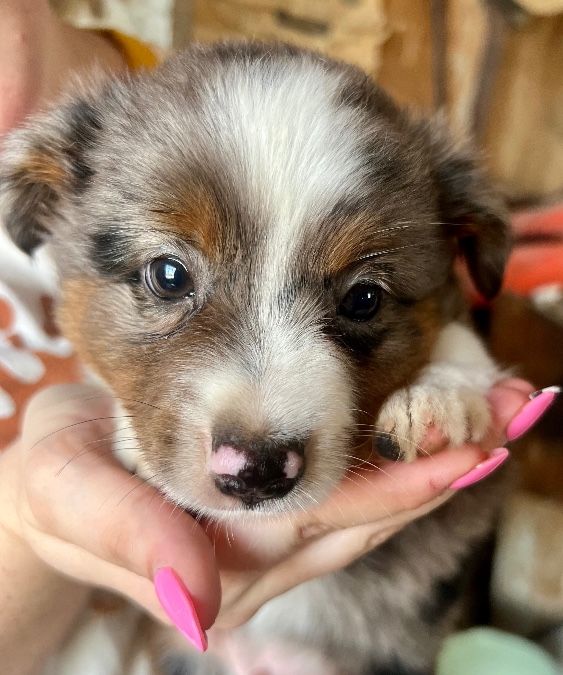 Brown eye blue Merle male 