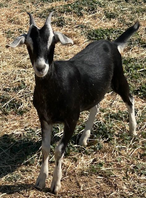 Alpine/Nubian Doeling
