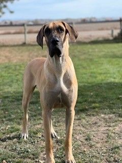 Home Needed for 3 Year Old Great Dane