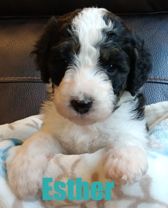 Esther