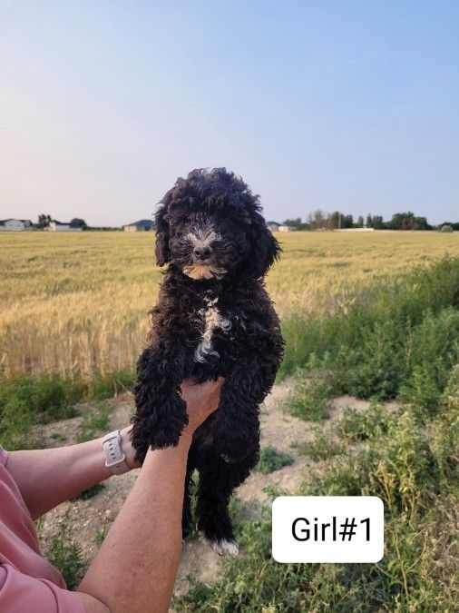 Mini Poodles