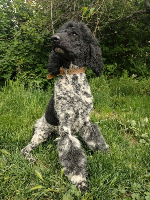 Standard poodle 
