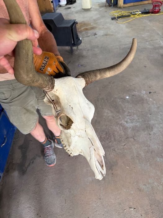 Skull mount