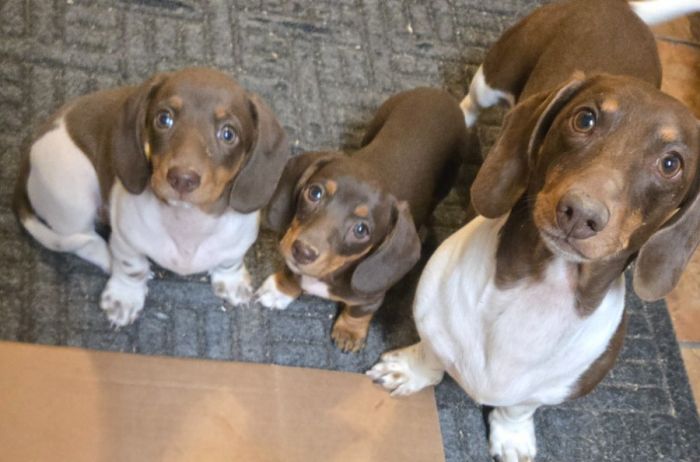 Adorable Mini Dachshund puppies